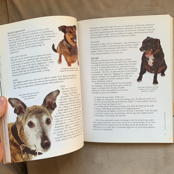 Old Dog, New Tricks By David Taylor and How to Teach Your Old Dog New Tricks - Picture 10 of 10